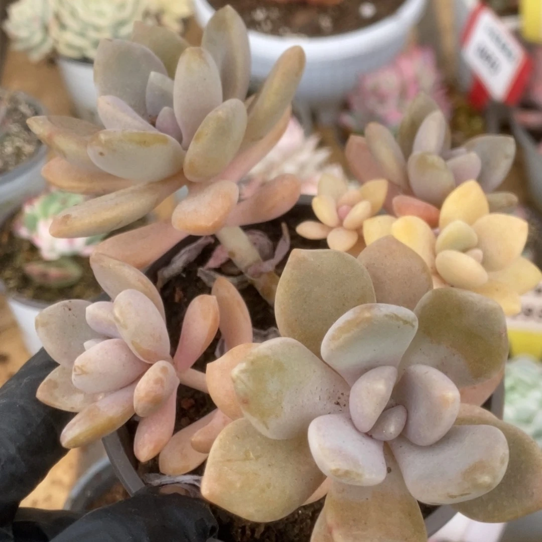 397冷香阴阳锦锦锦锦锦