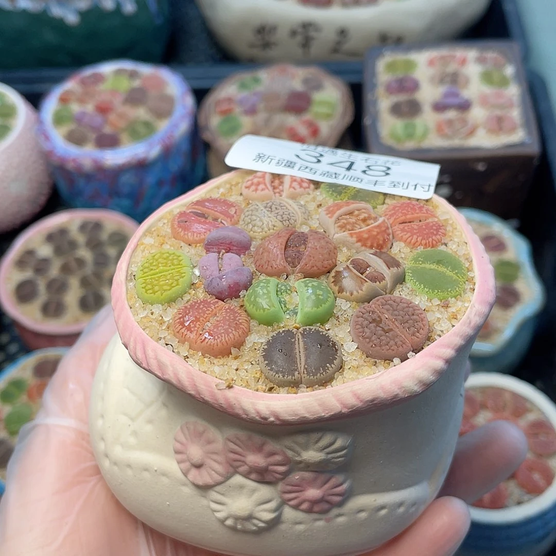 相遇生石花链接348