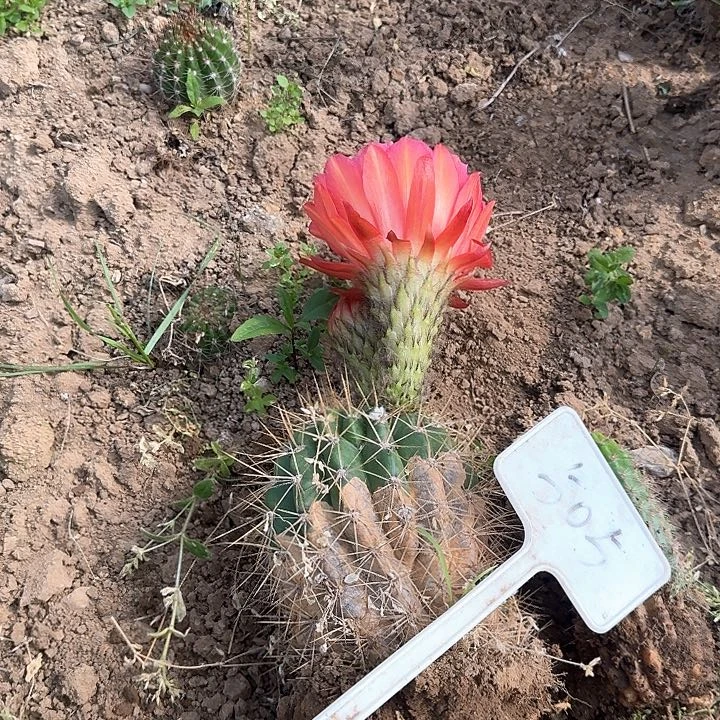 T****i505号毛花柱瑕疵一组20