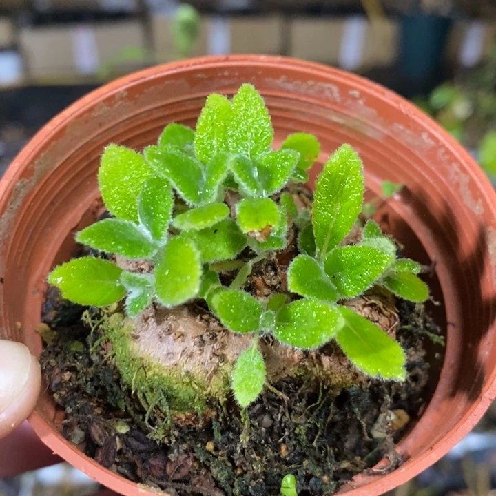 断崖女王带盆土直径4.7