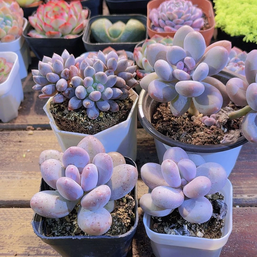 蓝舍➕桃美人➕原始奶酪➕芭比奶酪