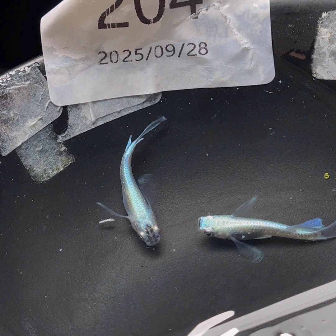 青鳉204天使之翼一对