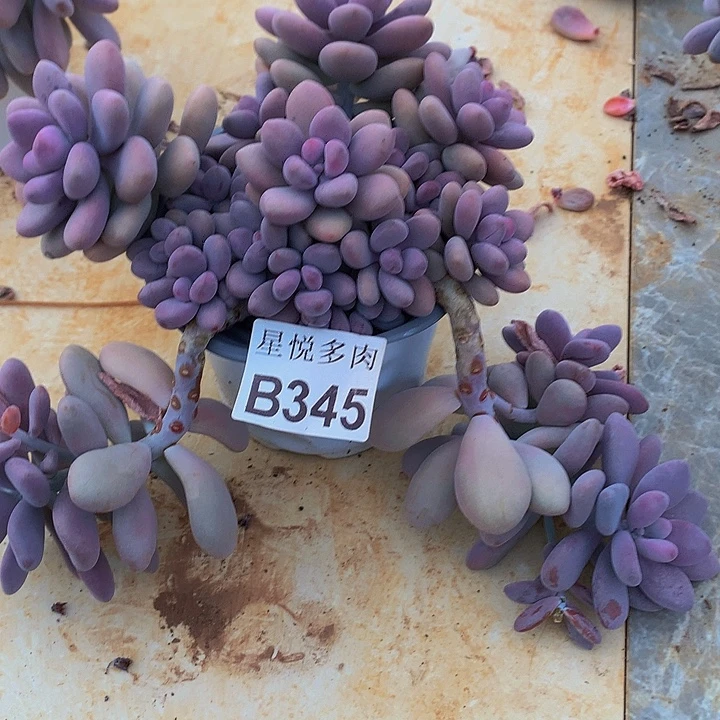 星悦主肉       B345