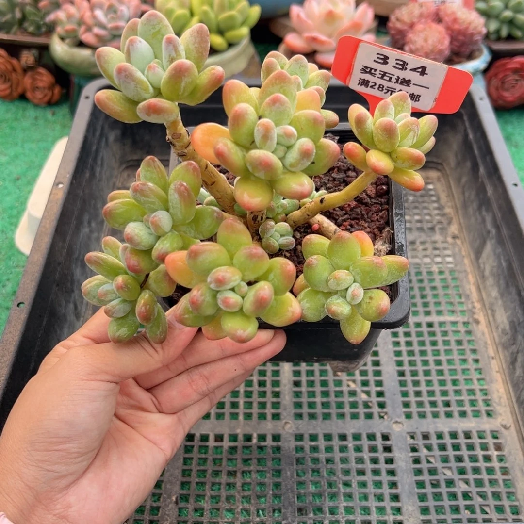 表妹精品多肉植物334.