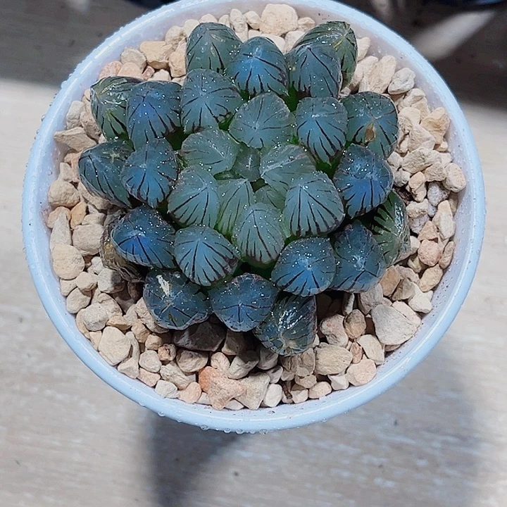 黑姬雨露新手好养