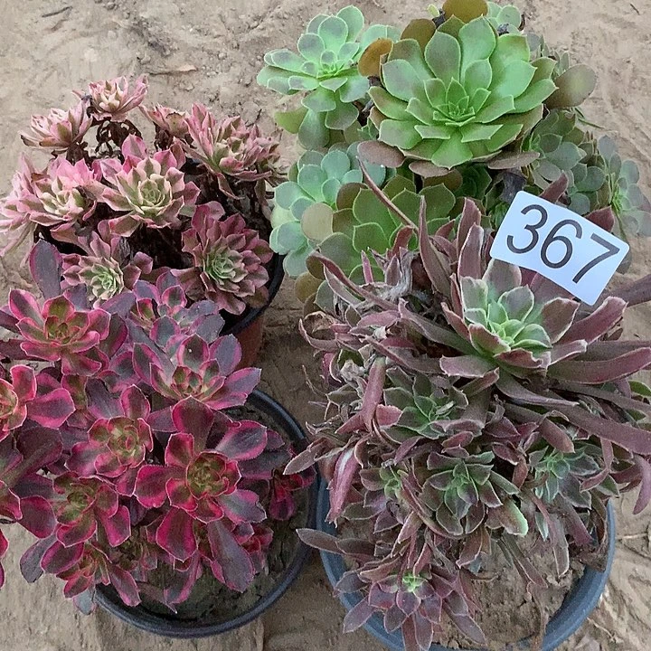 无花朵367四颗多肉植物组合