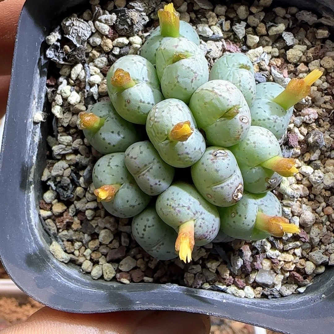 荧光玉。      53975