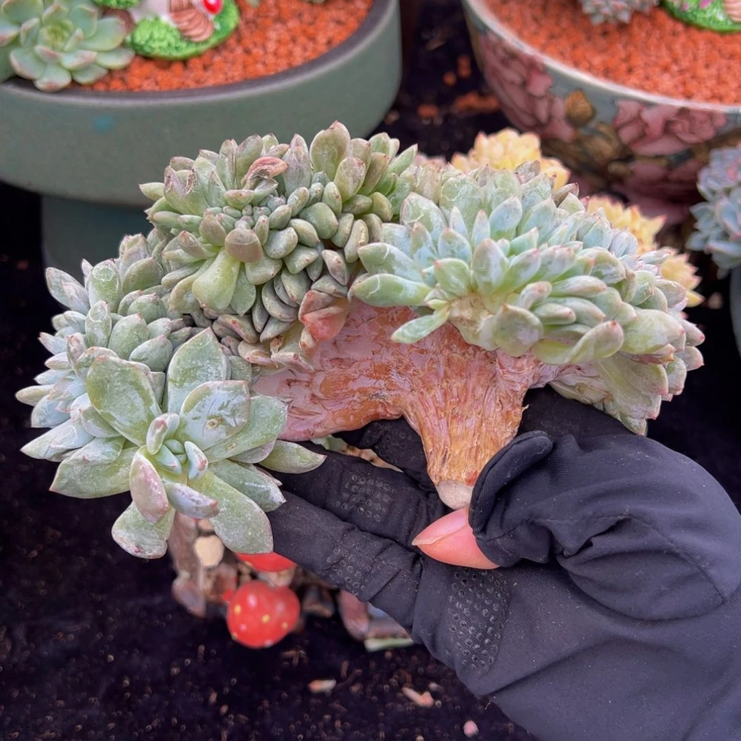 天天开心 天天开心