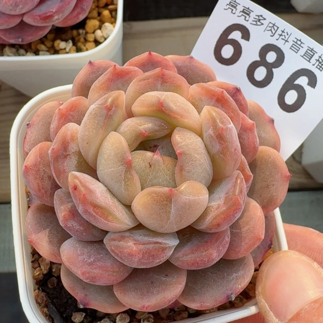 艳红色恋人         精品多肉