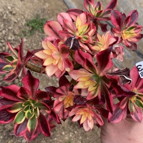 173魅影砍过满25包邮多肉