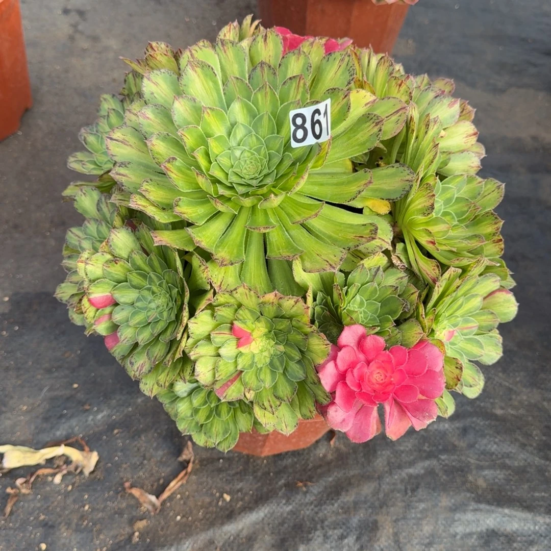 861多肉植物知否有干伤特价