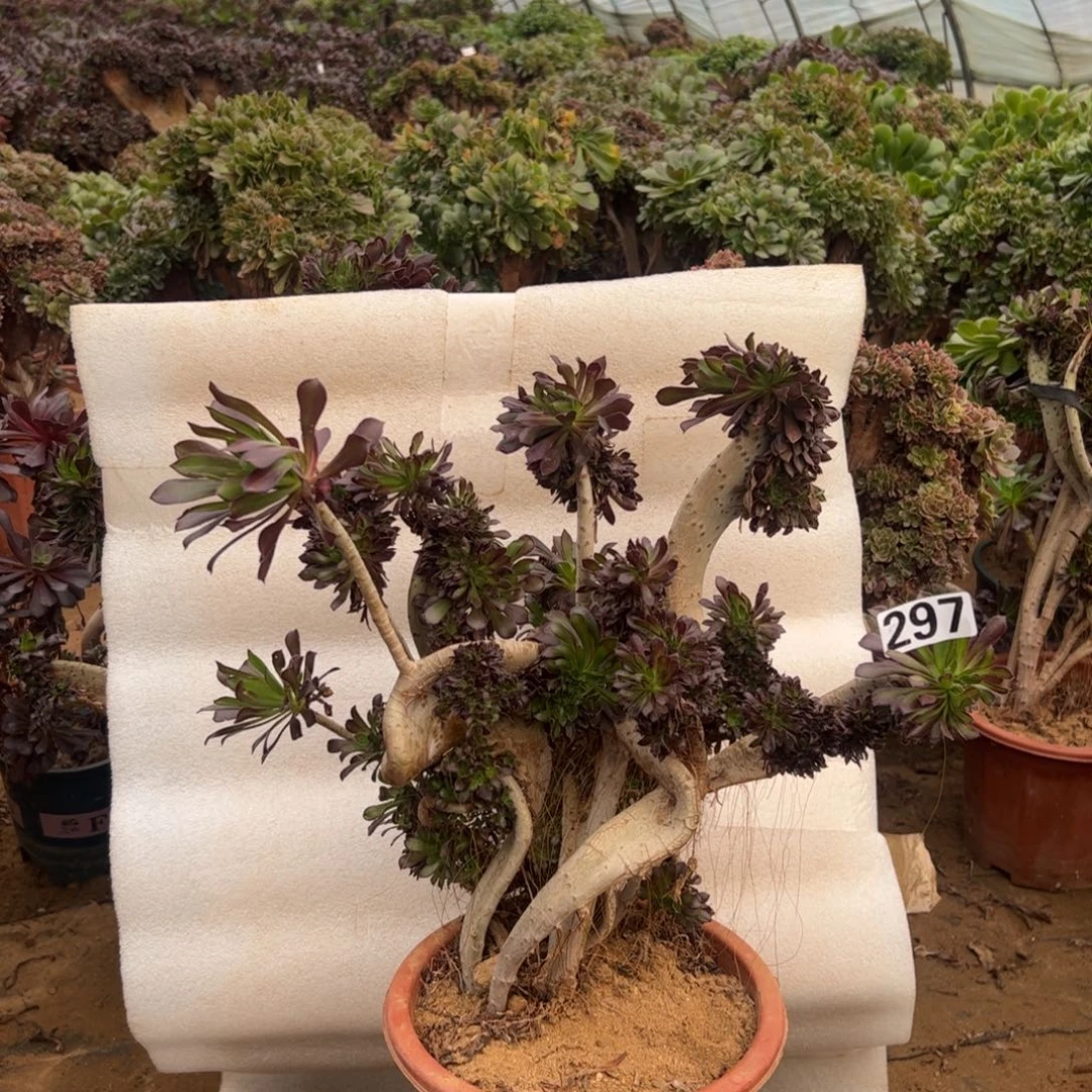 有伤黑缀297宽高37厘米