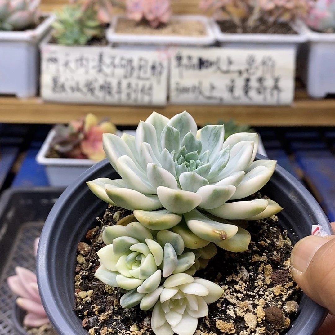 20293 粉布偶锦自然群