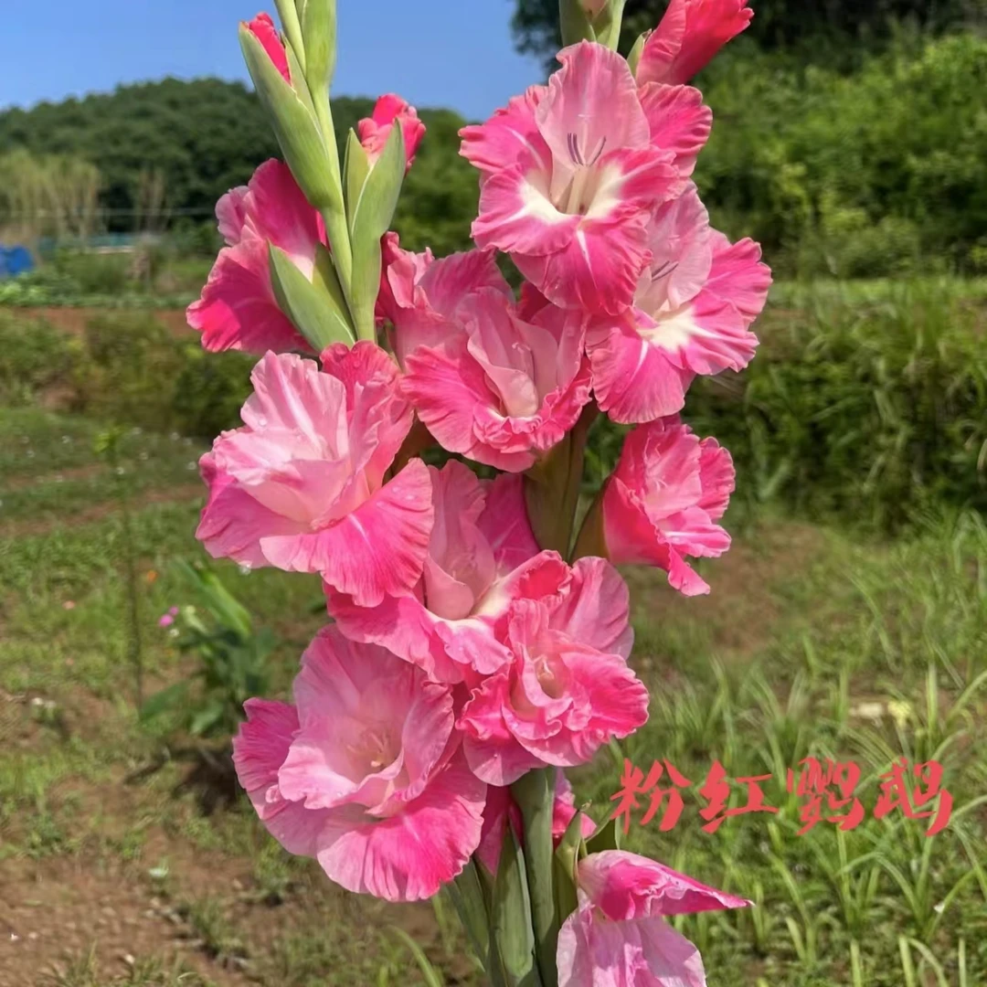 到手5颗爆品粉色【粉红鹦鹉】唐菖蒲剑兰种球室内庭院绿植四季盆栽