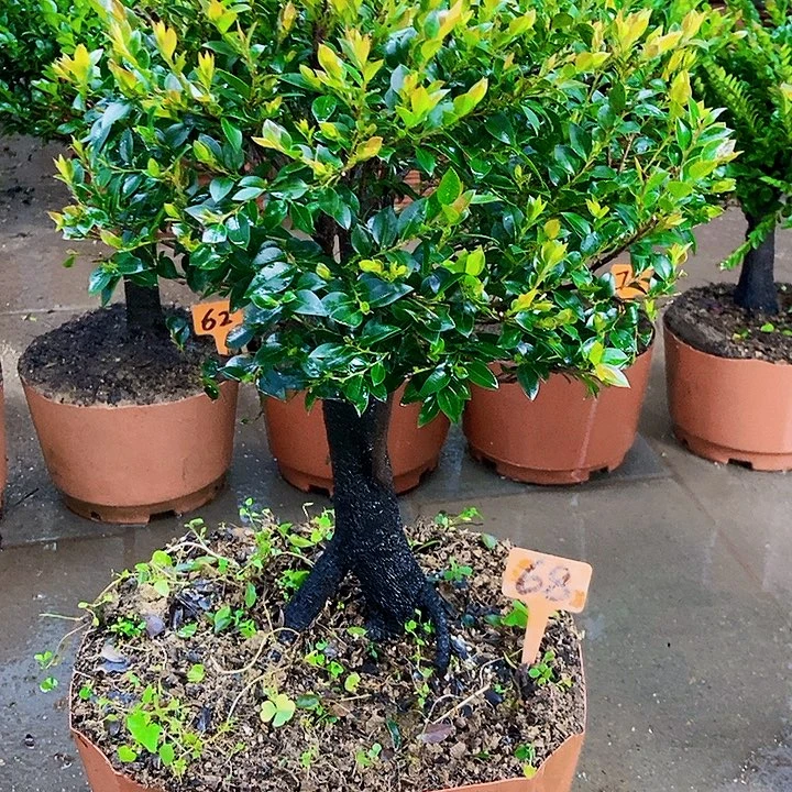 无花朵88888888888555