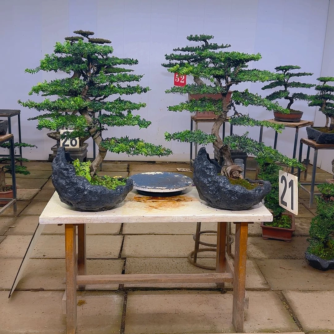 无花朵不带盆发货