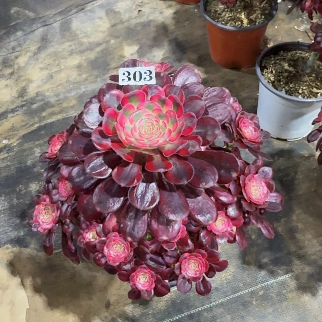 303香奈儿法师嫩桩