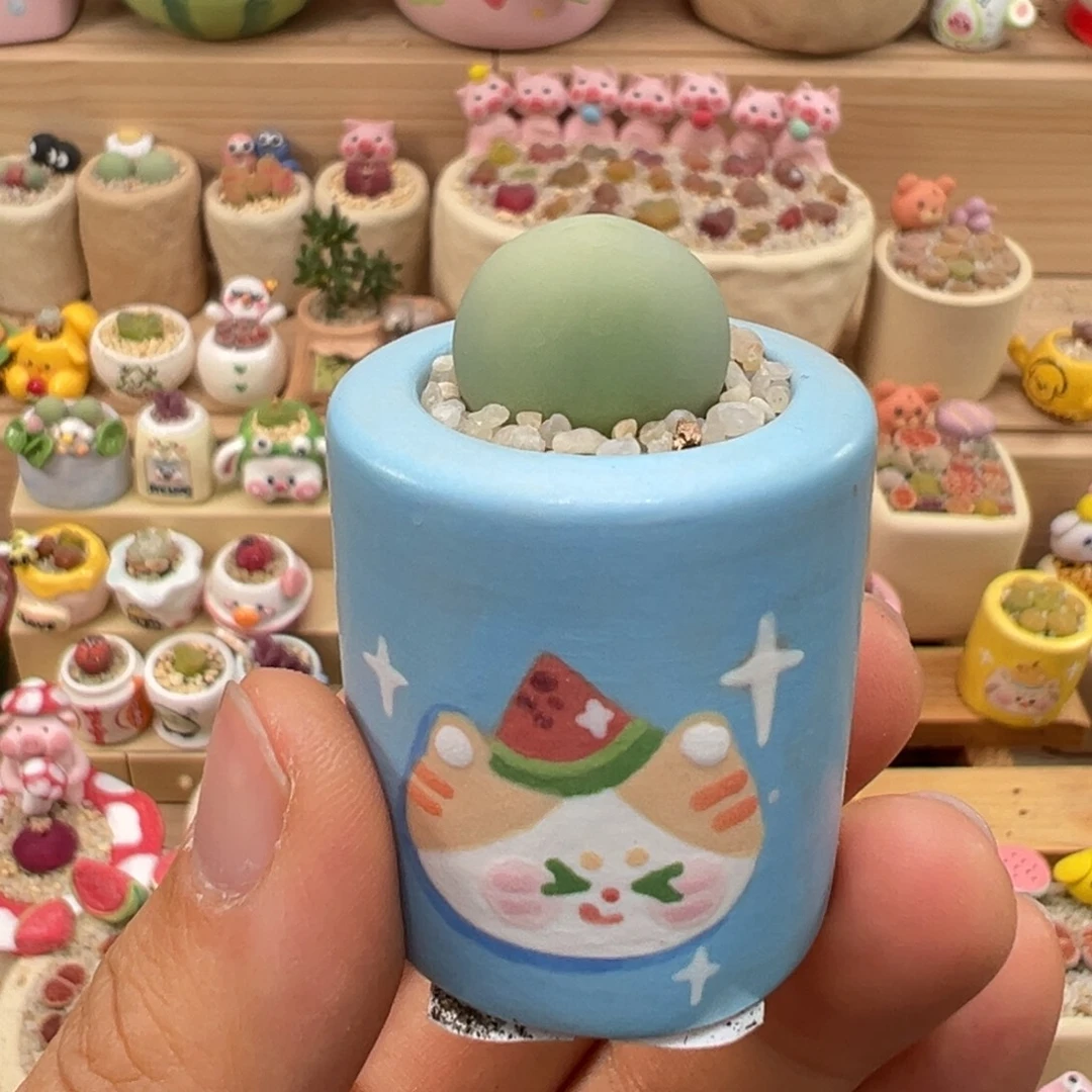 多肉植物69号鸽子蛋