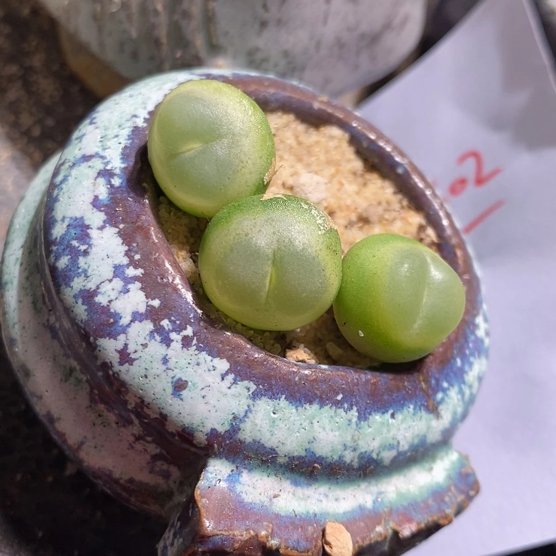 13302。 大年份紫拉登一颗