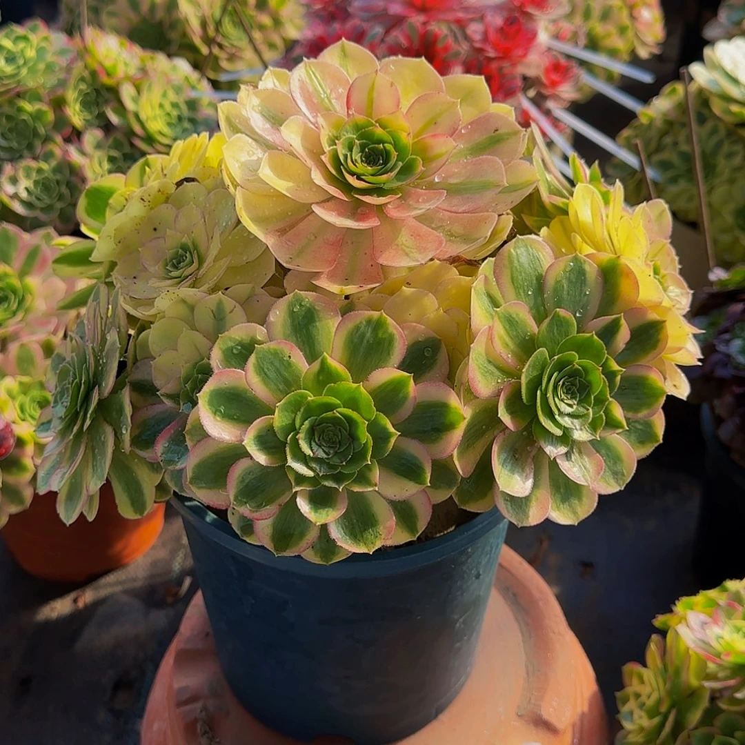 老庄雨荷轮回法师58.8