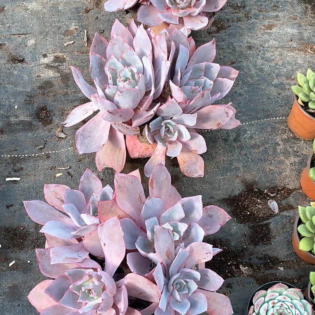 八***子多头晚霞3盆定向多肉植物