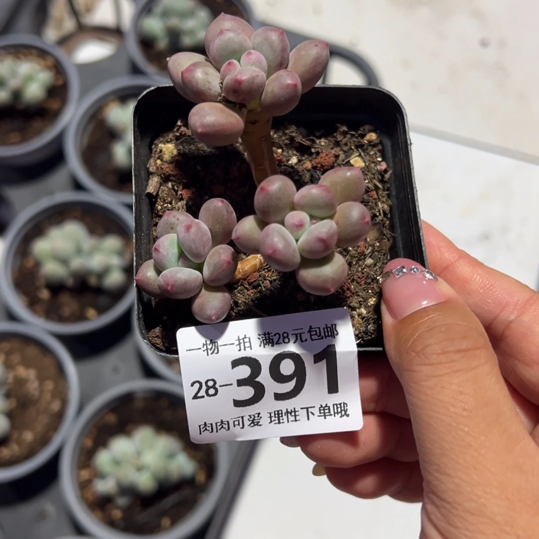 草莓奶多肉多肉多肉多肉