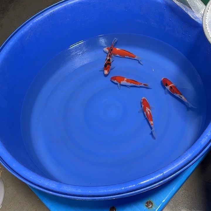 用***3锦鲤武尚锦鲤二号订单