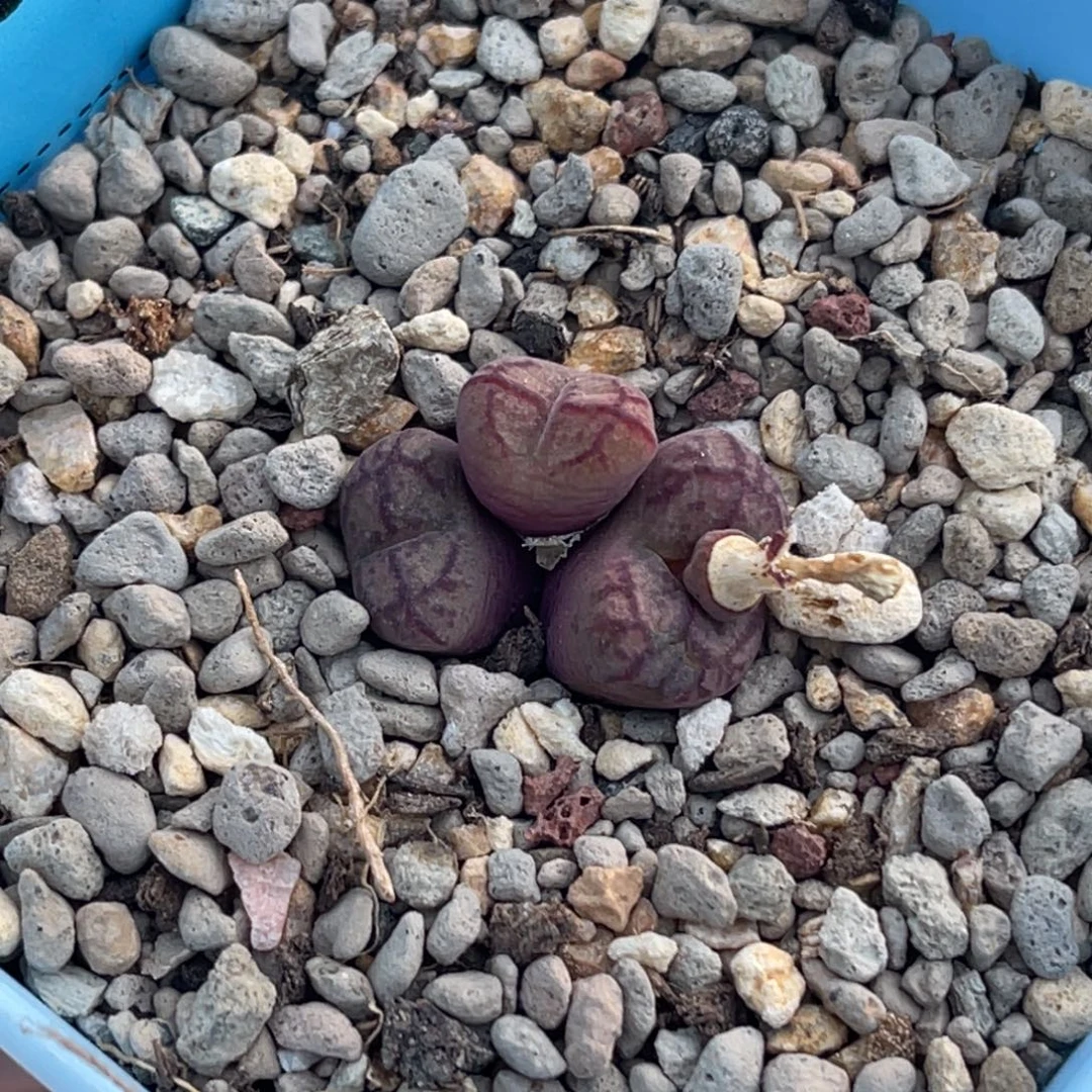 6983三头猴脸毛杂群一颗