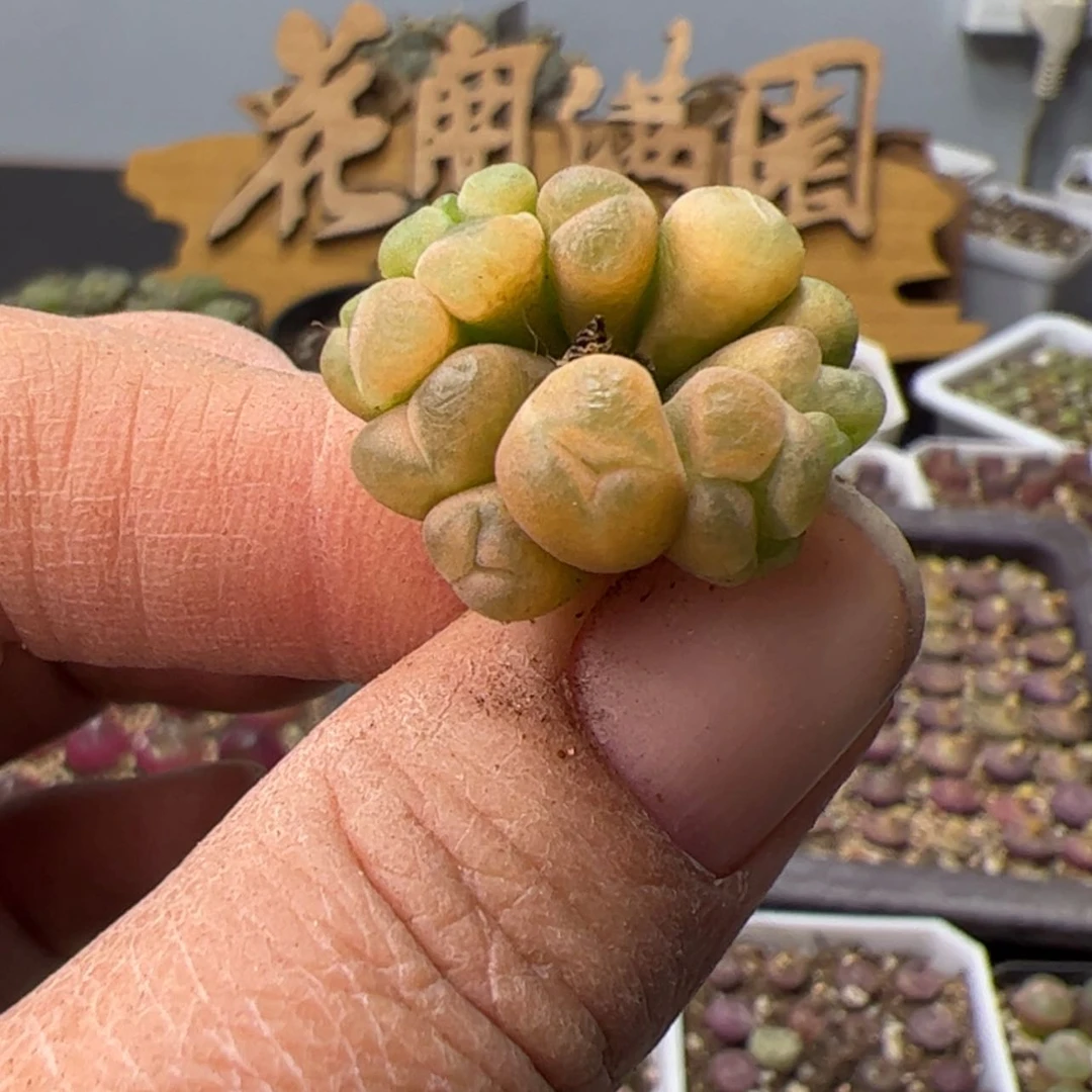 【闪购商品】0000000010