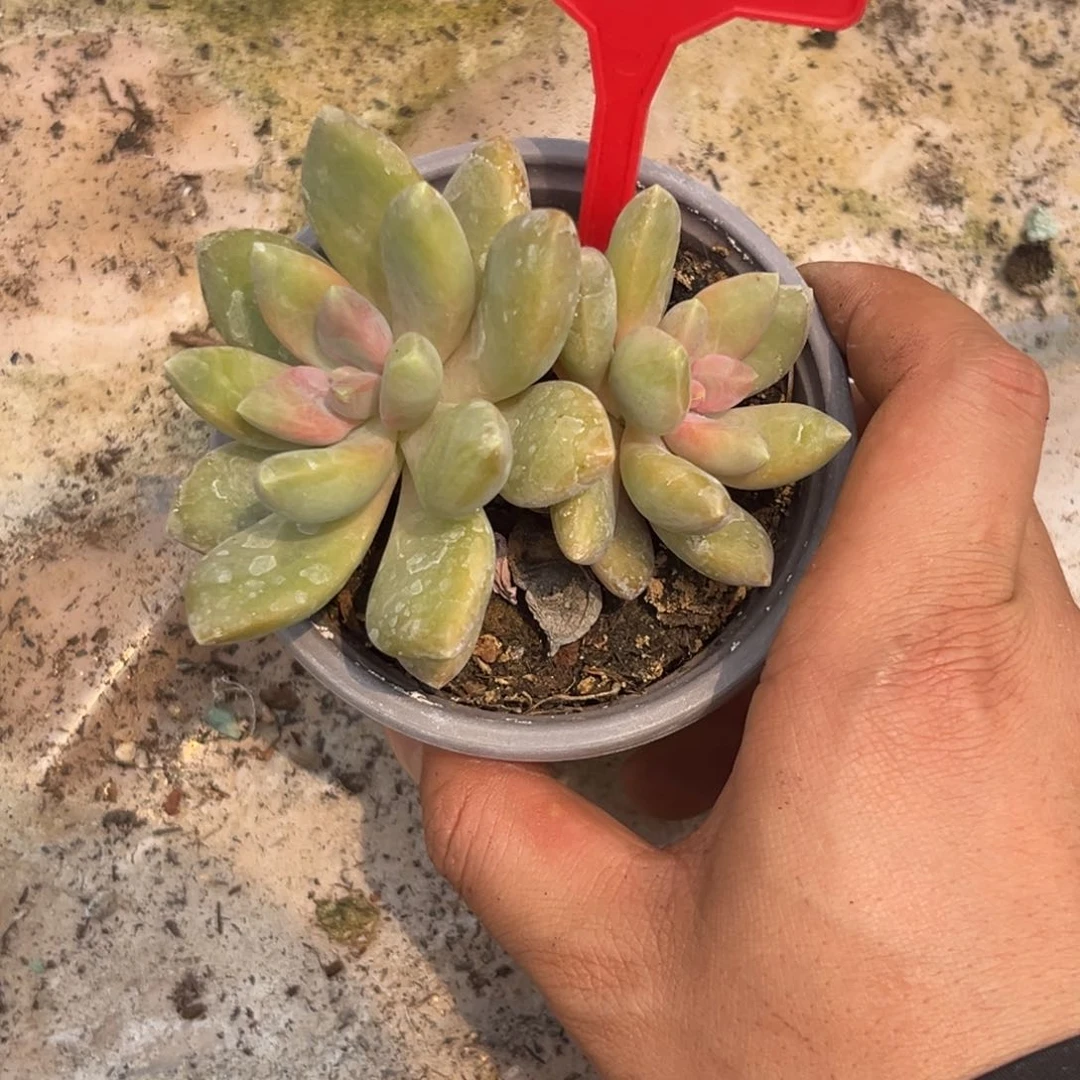 多肉植物丽莎花园297