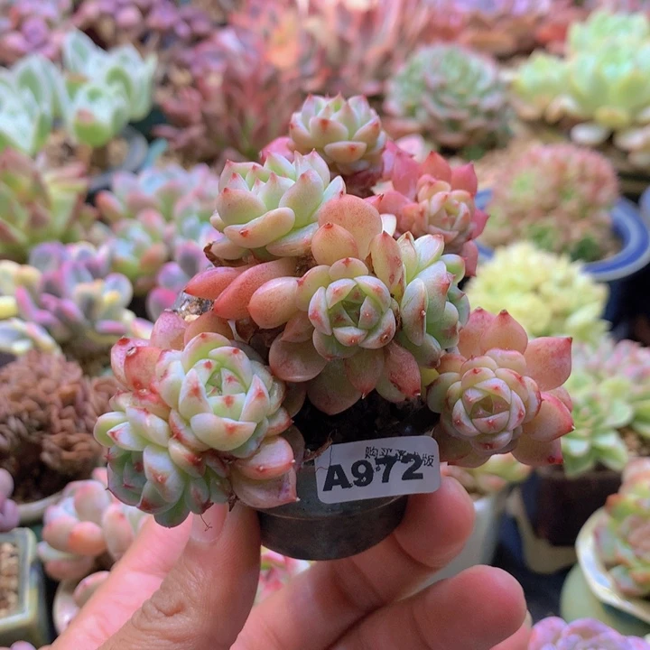 一物一拍含盆土满38包邮A972