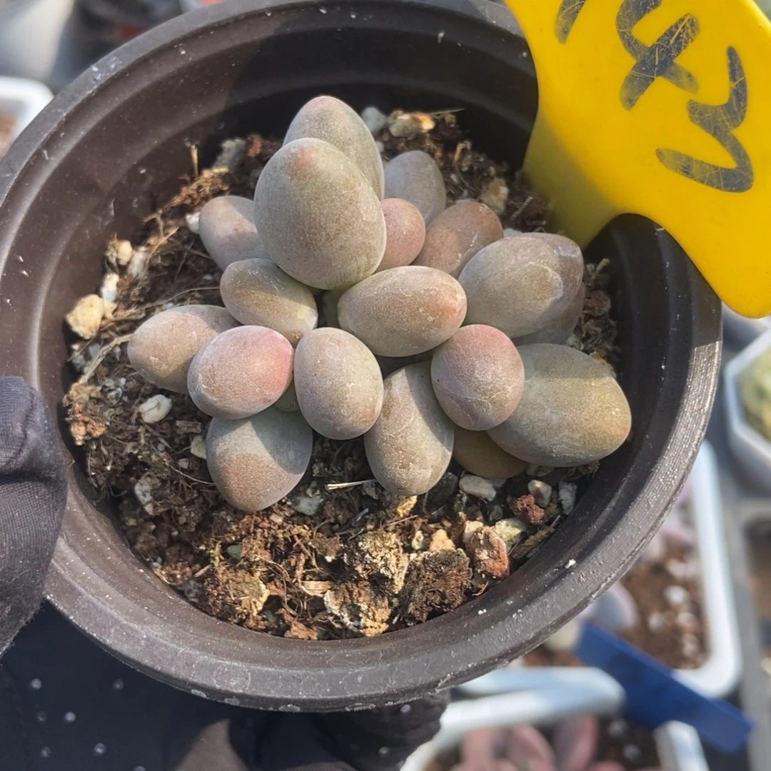 943糖果美人多肉植物保护