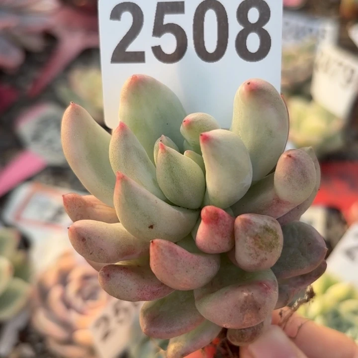 索罗门巨人锦多肉植物满18包邮低于零下8度请勿下单