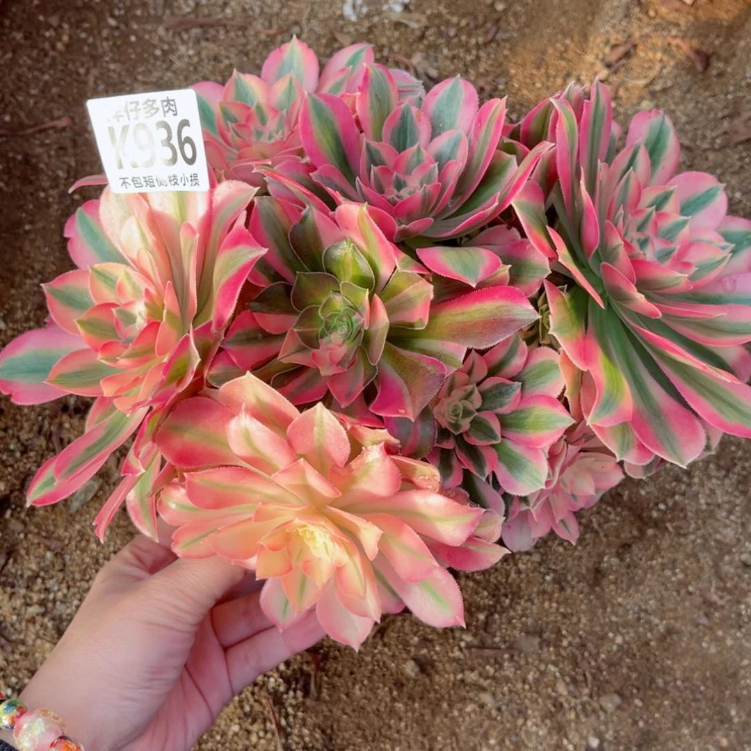 936粉女巫 冠幅20左右