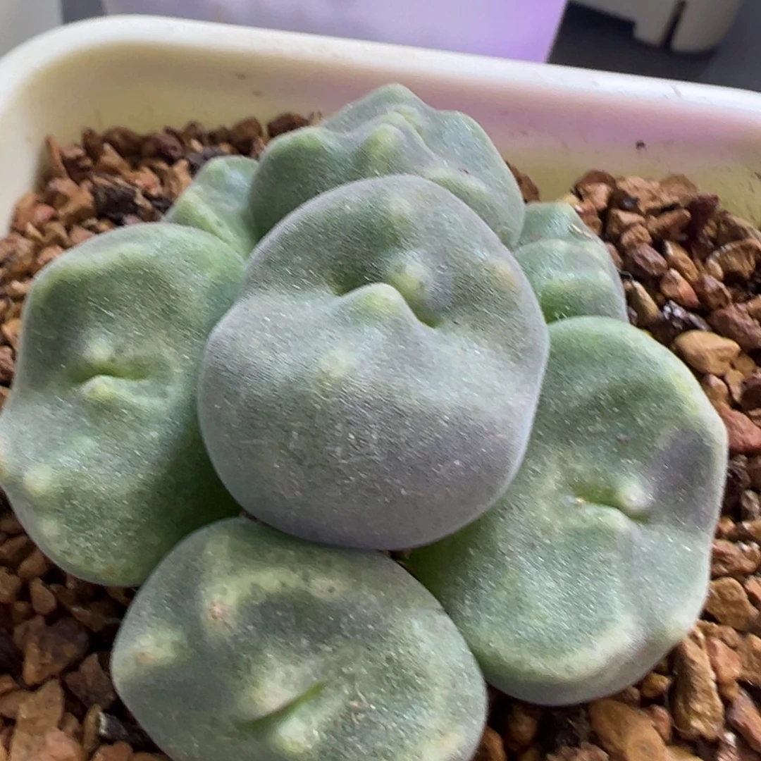 绿豆糕  肉锥植物