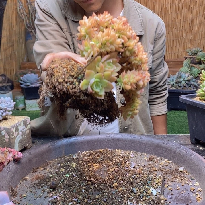 泡***、262号伊丽莎白多肉植物