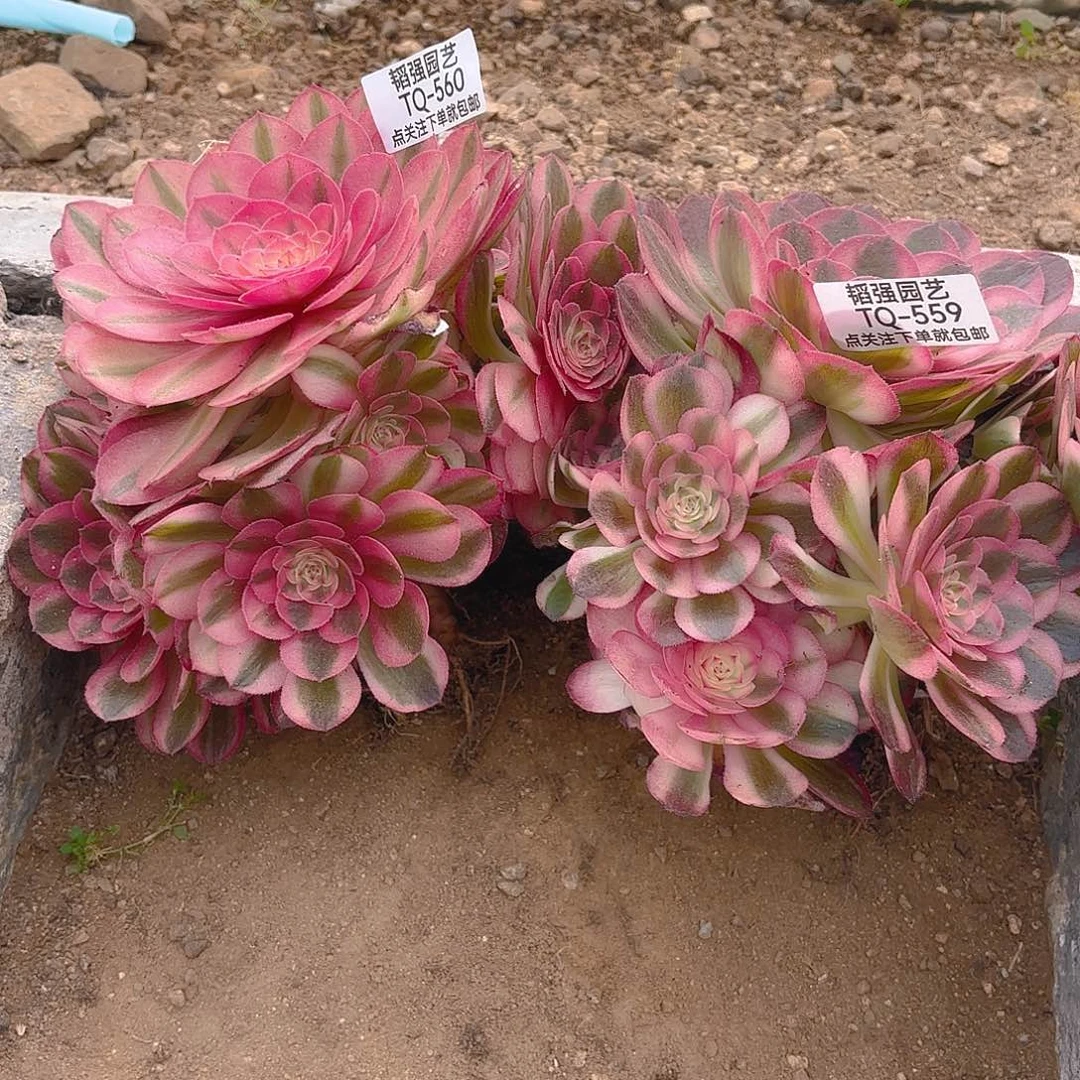 天****店荔枝六号多肉植物559-560
