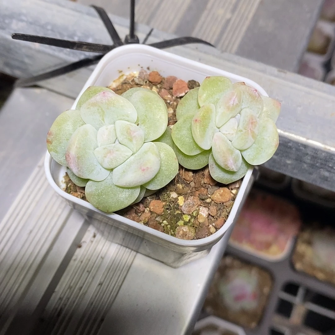 冰玉石化5厘米盆多肉植物