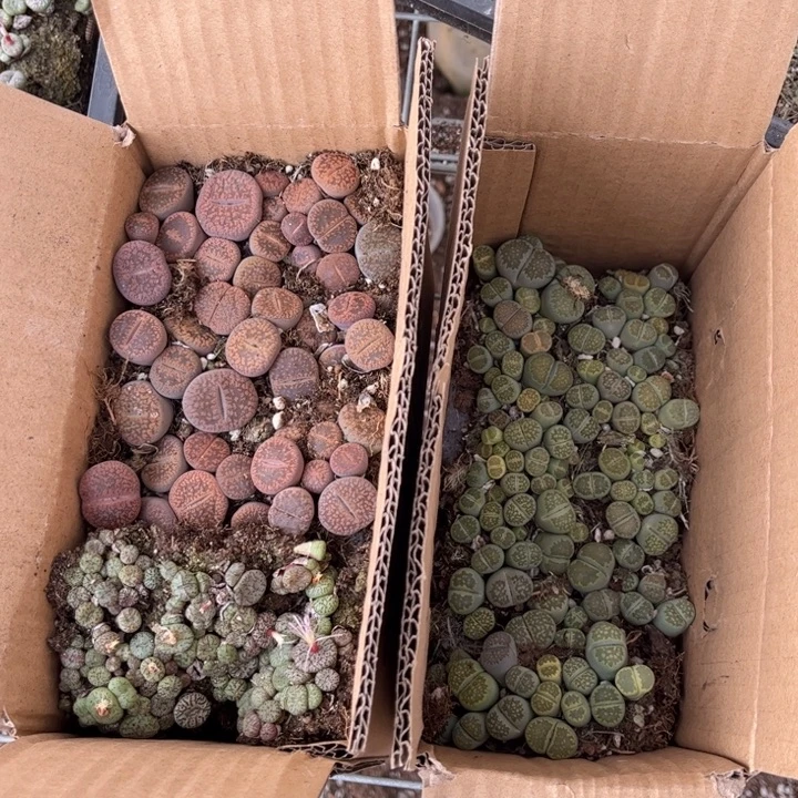 一箱两层88888888888