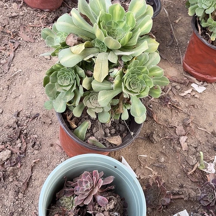 13棵玫瑰玫瑰玫瑰玫瑰