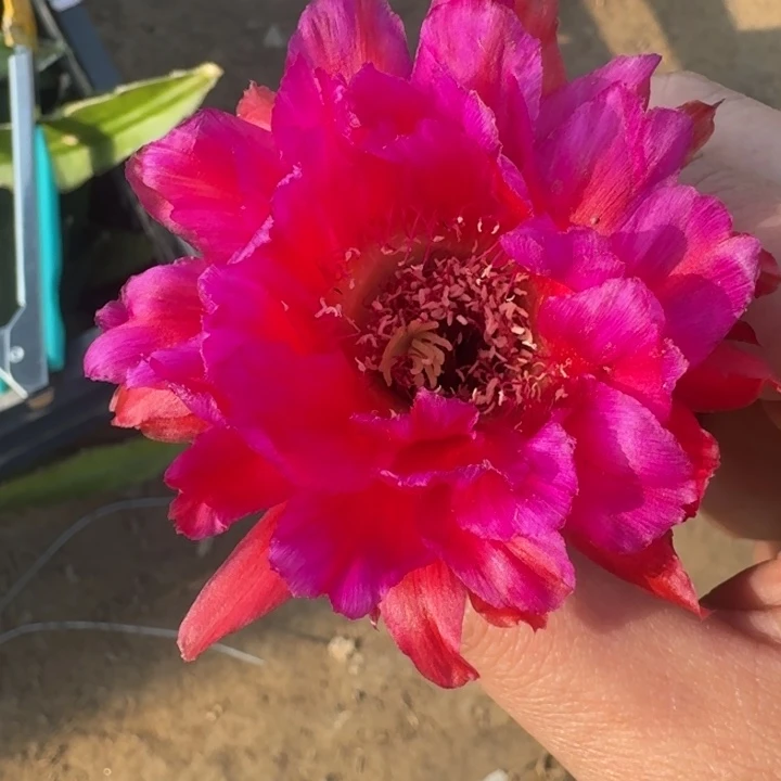 203彩草514-5歪3到4公分左右无根侧牙，20包邮