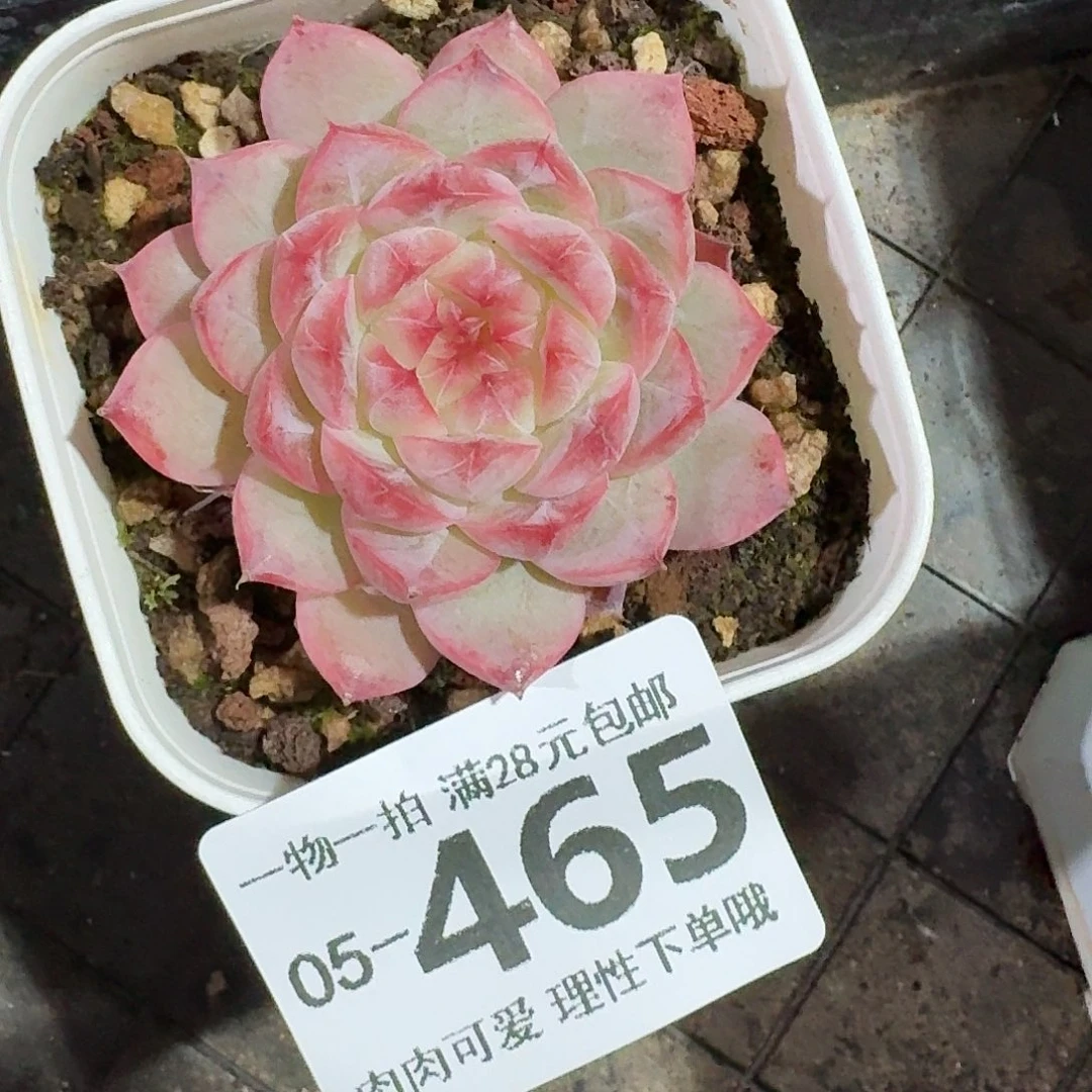 优选珍妮无盆土发货无