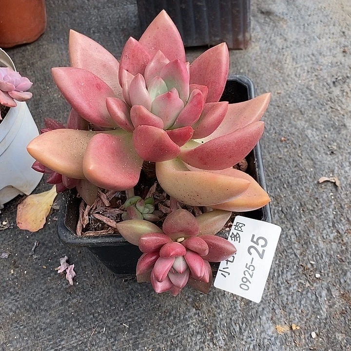 小七夕多肉桃花源优选25