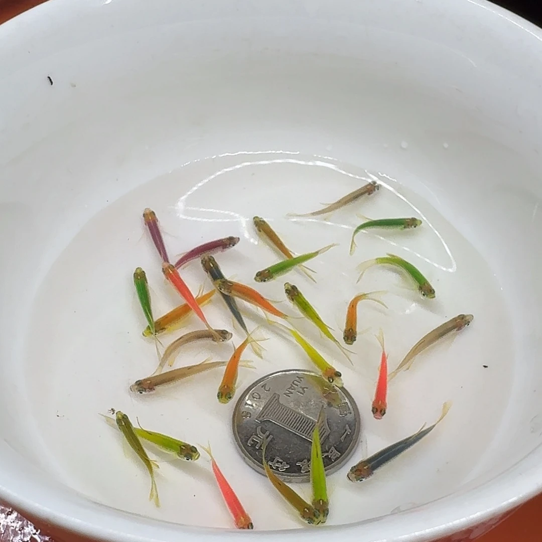 斑马鱼2组包邮1.5-2cm豹纹蝶翼斑马随机10条