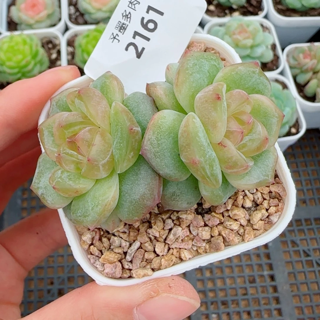 海洋之星，2161多肉植物
