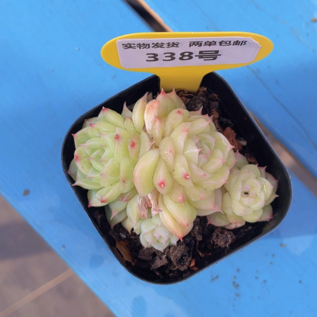 338号冰透麦秆群一个不包整