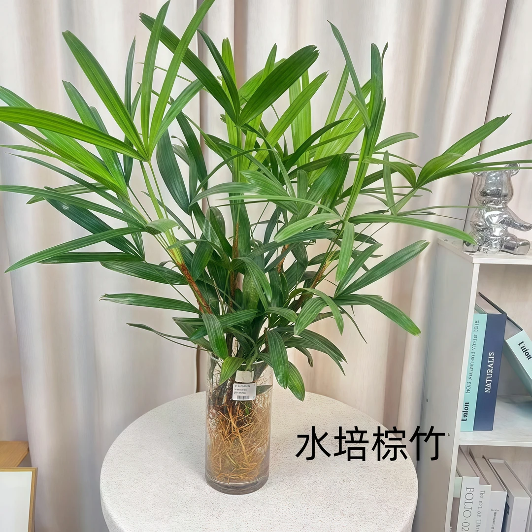 【水培棕竹】60至70CM室内懒人好养绿植盆栽吸甲醛净化美化家居