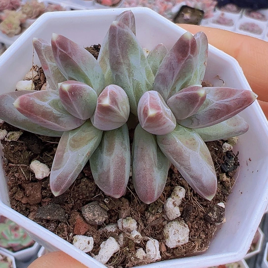 双头凤羽19包邮多肉