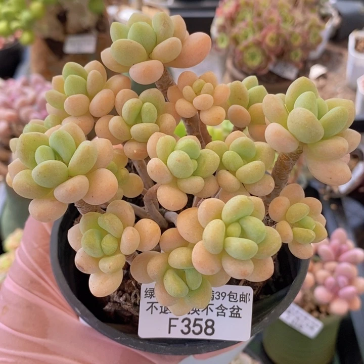 白奶糖老桩11cm358多肉植物