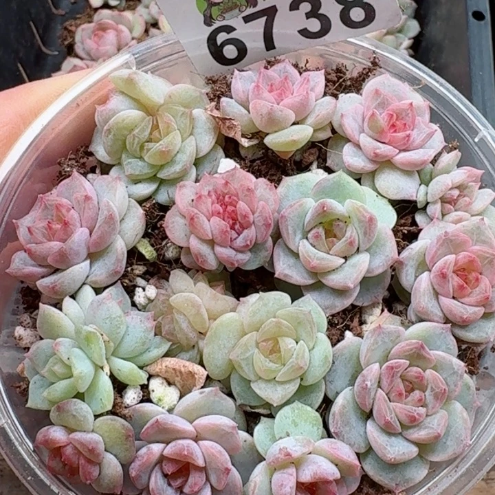 多肉植物多肉植物